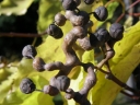 sadzonki - Japońskie Drzewo Rodzynkowe Howenia słodka Hovenia dulcis C6/100cm *TD