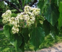 rośliny ogrodowe - Japońskie Drzewo Rodzynkowe Howenia słodka Hovenia dulcis C6/100cm *TD