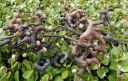 sklep ogrodniczy - Japońskie Drzewo Rodzynkowe Howenia słodka Hovenia dulcis C6/100cm *TD