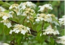 sklep ogrodniczy -  Hortensja miękkowłosa BRETSCHNEIDERI Hydrangea heteromalla