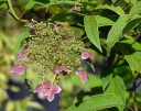 sadzonki - Hortensja miękkowłosa BRETSCHNEIDERI Hydrangea heteromalla
