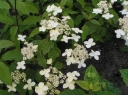 sadzonki - Hortensja miękkowłosa BRETSCHNEIDERI Hydrangea heteromalla