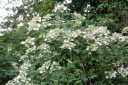 sadzonki - Hortensja miękkowłosa GIDIE Hydrangea heteromalla C3/40cm