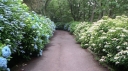rośliny ogrodowe - Hortensja miękkowłosa GIDIE Hydrangea heteromalla C3/40cm