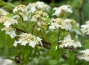 sadzonki - Hortensja miękkowłosa GIDIE Hydrangea heteromalla C3/40cm