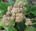 rośliny ozdobne - Hortensja otulona 'HORTENSIS' Hydrangea involucrata C5/20-30cm