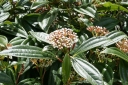 sklep ogrodniczy - Kalina Dawida (Viburnum davidii)  C3/50cm