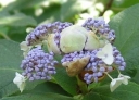 rośliny ozdobne -  Hortensja otulona LATE LOVE Hydrangea involucrata C7,5