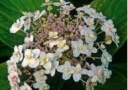 sklep ogrodniczy -  Hortensja otulona MULTIPLEX Hydrangea involucrata