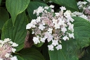 sadzonki - Hortensja otulona MULTIPLEX Hydrangea involucrata