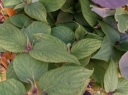 sadzonki - Hortensja otulona MULTIPLEX Hydrangea involucrata