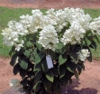 rośliny ozdobne - Hortensja bukietowa WHITE DIAMONDS Hydrangea paniculata 'HYPMAD I'