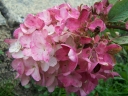 sadzonki - Hortensja bukietowa WHITE DIAMONDS Hydrangea paniculata 'HYPMAD I'