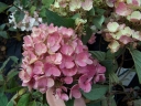 sklep ogrodniczy - Hortensja bukietowa WHITE DIAMONDS Hydrangea paniculata 'HYPMAD I'