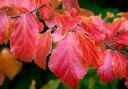 rośliny ozdobne -  Parrocja perska BELLA Parrotia persica C3,5/60-80cm *T48