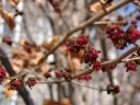 sadzonki - Parrocja perska BELLA Parrotia persica C3,5/60-80cm *T48