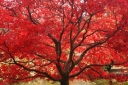 rośliny ozdobne - Parrocja perska BELLA Parrotia persica C3,5/60-80cm *T48