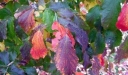 sklep ogrodniczy -  Parrocja perska PENDULA Parrotia persica C6/50-60cm *6