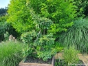 sklep ogrodniczy - Parrocja perska PENDULA Parrotia persica C6/50-60cm *6
