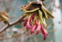 rośliny ozdobne - Parrocja perska PENDULA Parrotia persica C6/50-60cm *6