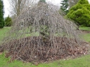 rośliny ozdobne - Parrocja perska PENDULA Parrotia persica C6/50-60cm *6