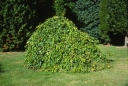 rośliny ogrodowe - Parrocja perska PENDULA Parrotia persica C6/50-60cm *6