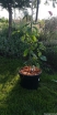 sklep ogrodniczy - Parrocja perska PENDULA Parrotia persica C6/50-60cm *6