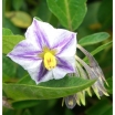 sadzonki - Pepino - (Solanum muricatum) - nasiona - 0,01 g