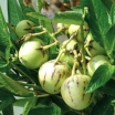 rośliny ogrodowe - Pepino - (Solanum muricatum) - nasiona - 0,01 g