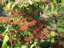rośliny ogrodowe - Kalina pagodowa Mariesii Viburnum plicatum P15/30-50cm
