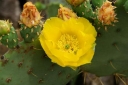 rośliny ogrodowe - Opuncja - (Opuntia sp. ) mieszanka nasion zimotrwałych - 0,3 g