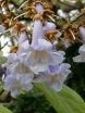 sklep ogrodniczy - Paulownia Tomentosa - nasiona 50 szt  - zwana cesarskim drzewkiem szczęścia