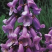 rośliny ogrodowe - Paulownia Tomentosa - nasiona 50 szt  - zwana cesarskim drzewkiem szczęścia