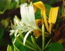 rośliny ozdobne - Wiciokrzew japoński - nasiona - 10 szt - Lonicera japonica Aureoreticulata