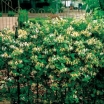 rośliny ozdobne - Wiciokrzew japoński - nasiona - 10 szt - Lonicera japonica Aureoreticulata