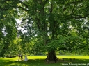 rośliny ozdobne -  Platan klonolistny - nasiona - 50 szt  Platanus acerifolia  syn. Platanus x hispanica
