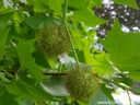 sadzonki - Platan klonolistny - nasiona - 50 szt  Platanus acerifolia  syn. Platanus x hispanica