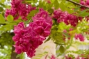 sadzonki - Robinia włochata - Robinia fertilis - nasiona- 20 szt