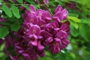 sadzonki - Robinia włochata - Robinia fertilis - nasiona- 20 szt