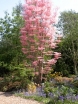 sklep ogrodniczy -  Toona sinensis Flamingo - nasiona - 10 szt