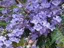 sadzonki - Jakaranda mimozolistna - nasiona - 10 szt  Jacaranda mimosifolia  syn. Jacaranda acutifolia