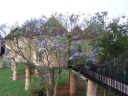 sadzonki - Jakaranda mimozolistna - nasiona - 10 szt  Jacaranda mimosifolia  syn. Jacaranda acutifolia