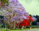 rośliny ogrodowe - Jakaranda mimozolistna - nasiona - 10 szt  Jacaranda mimosifolia  syn. Jacaranda acutifolia