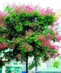 sklep ogrodniczy - Mydleniec wiechowaty - nasiona - 5 szt  (in. Roztrzeplin  Koelreuteria paniculata)