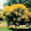 rośliny ogrodowe - Mydleniec wiechowaty - nasiona - 5 szt  (in. Roztrzeplin  Koelreuteria paniculata)