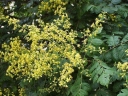 rośliny ozdobne - Mydleniec wiechowaty - nasiona - 5 szt  (in. Roztrzeplin  Koelreuteria paniculata)