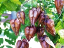 rośliny ogrodowe - Mydleniec wiechowaty - nasiona - 5 szt  (in. Roztrzeplin  Koelreuteria paniculata)