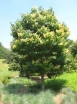 rośliny ogrodowe - Lilak amurski - nasiona - 10 szt  Syringa amuriensis