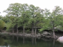 rośliny ogrodowe - Cypryśnik błotny - nasiona - 10 szt  Taxodium distichum