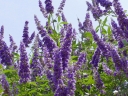 sadzonki -  Niepokalanek korzenny Vitex agnus-castus - 10 szt. nasion ekologicznych